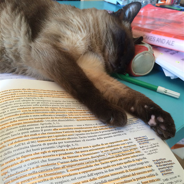 Sorry Human But I Fall Asleep On Your Books