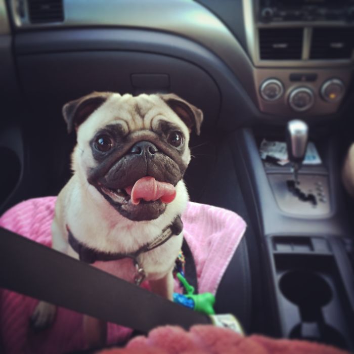 Happy To Be Riding In The Front