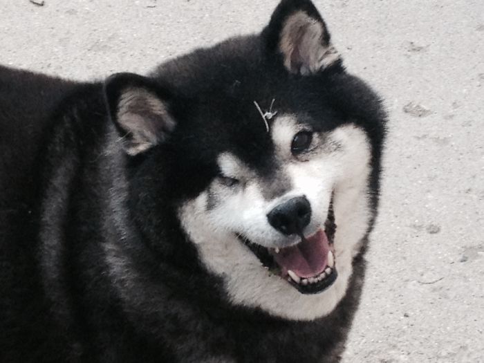Happy One-eyed Shiba