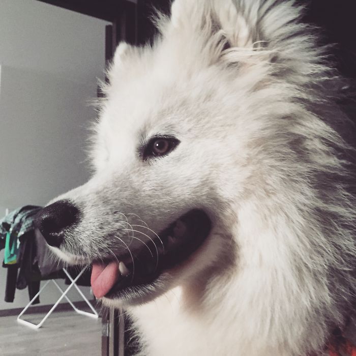 Samoyeds Are Called Smiling Dogs For A Reason :)