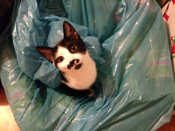 Recyclable Kitten