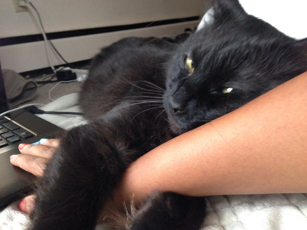 "this Looks Like A Comfy Arm To Lay Against" #catlogic