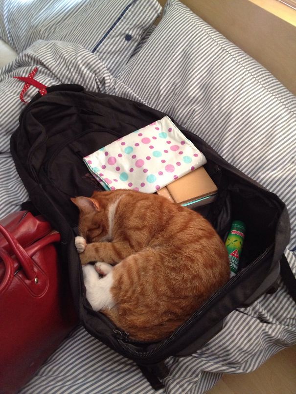 Don't Forget To Pack Me Too!