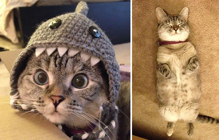 The Story Of Instagram’s Most Famous Cat Nala, Who Has 3.2M Followers