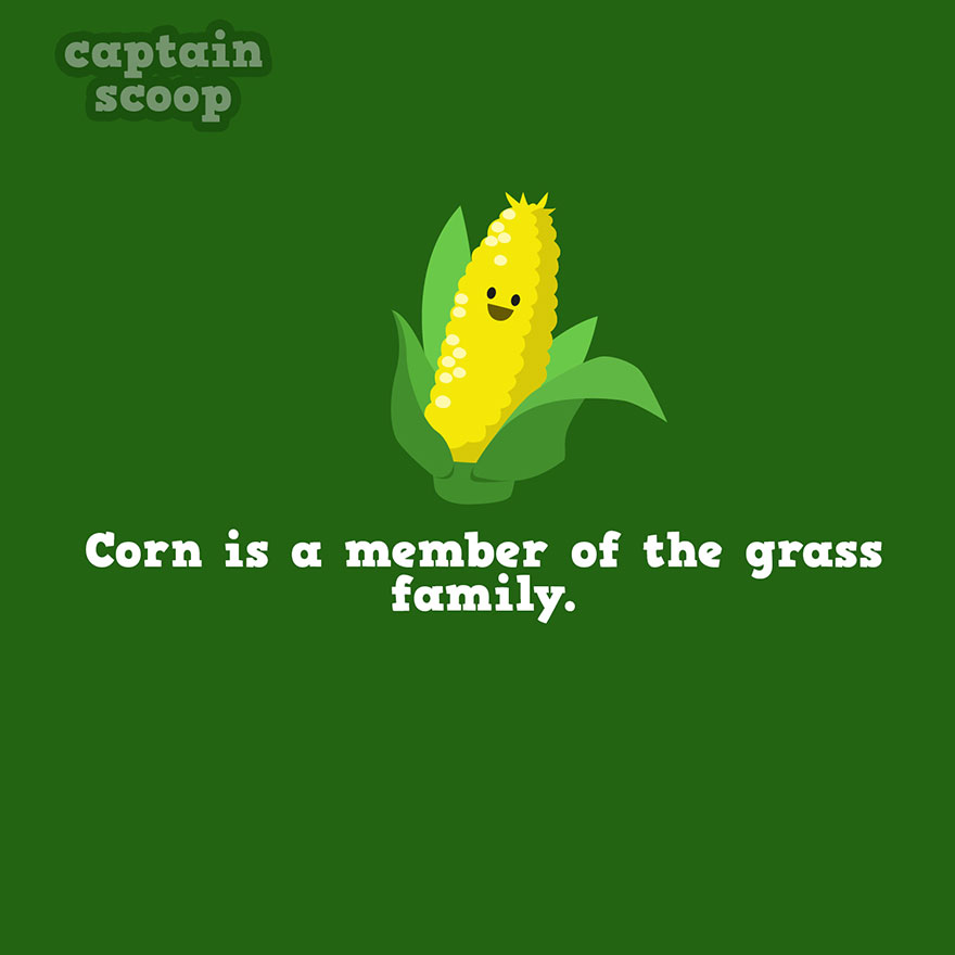 Corn Fact