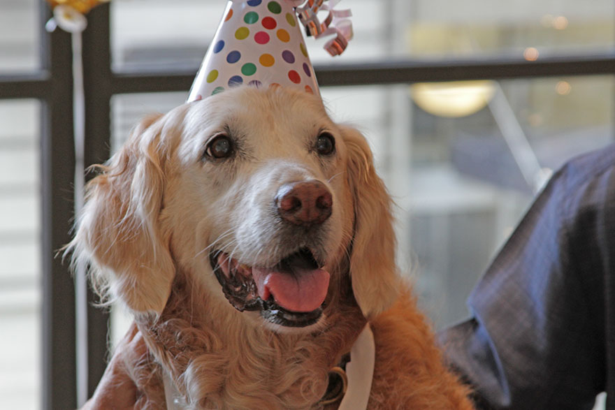 last-9-11-rescue-dog-birthday-party-new-york-bretagne-denise-corliss-4