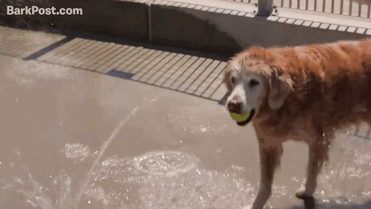 Last Living 9/11 Rescue Dog Honored With Epic Sweet 16 Birthday Party