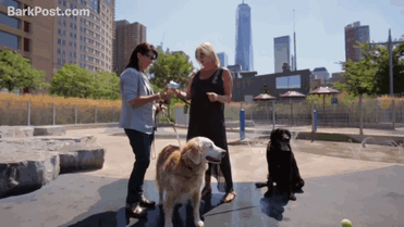 last-9-11-rescue-dog-birthday-party-new-york-bretagne-denise-corliss-gif-2