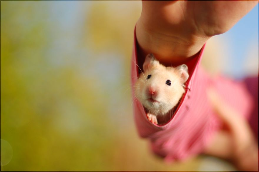 Hamster Under Your Sleeve: Aww