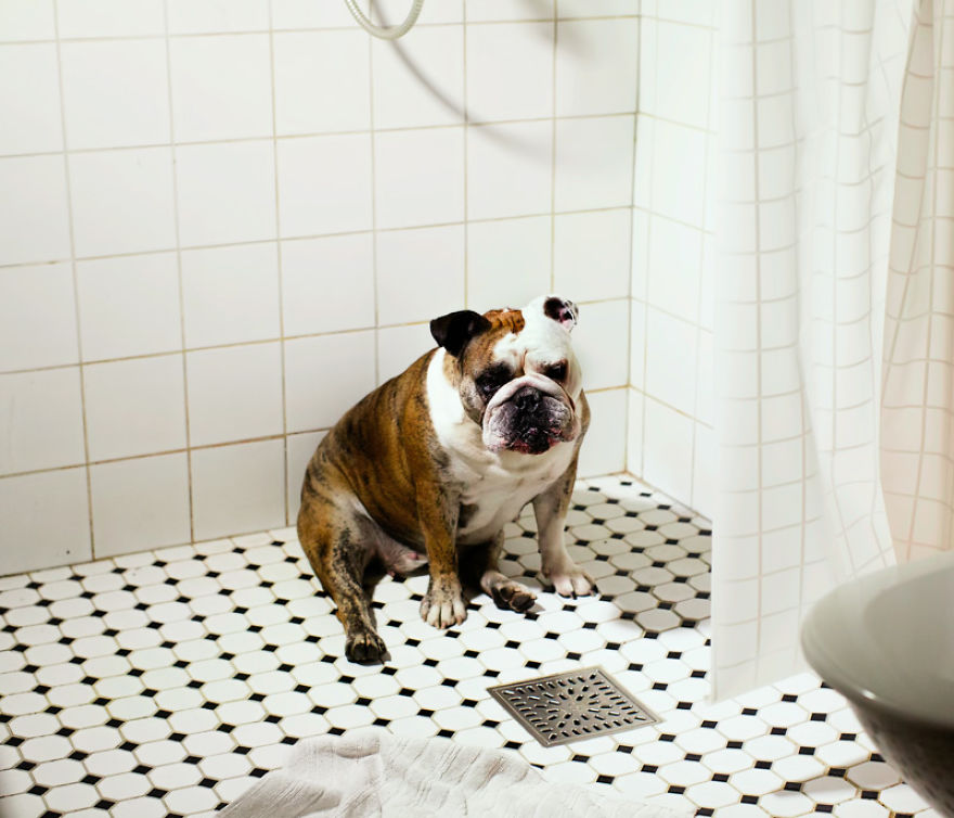 I Photograph Dogs As If They Were Home Owners