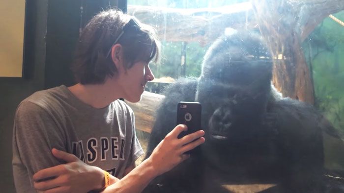 This Gorilla Really Wants To See Your Vacation Pics On Your Phone