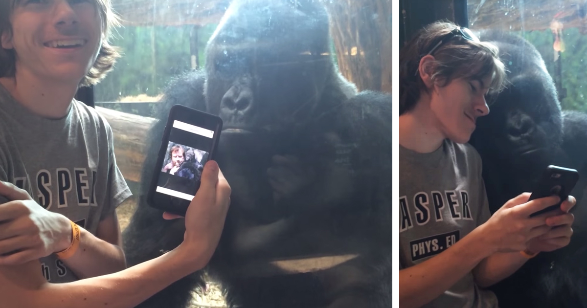 This Gorilla Really Wants To See Your Vacation Pics On Your Phone