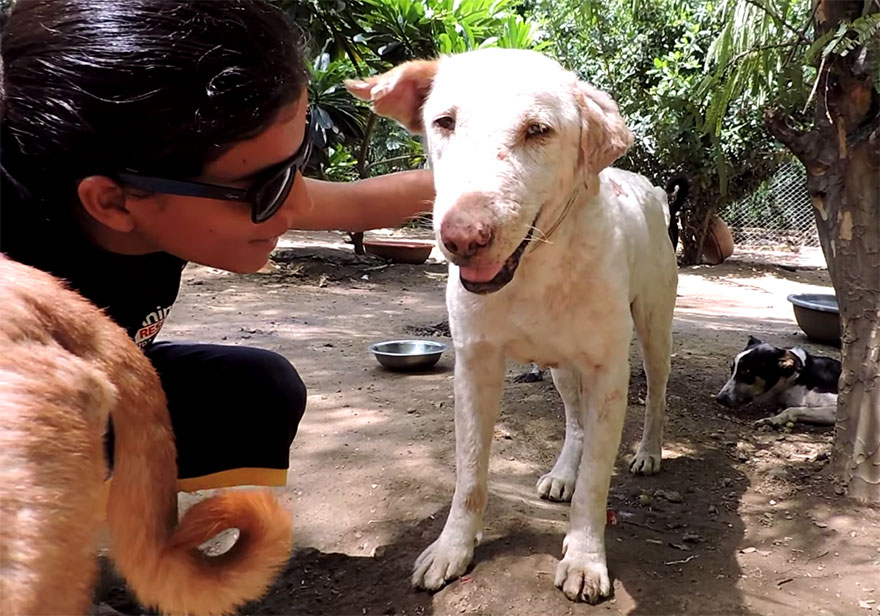 Dying Dog Found On Street Is Completely Transformed In Two Months