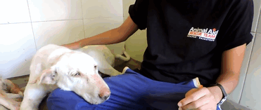 Dying Dog Found On Street Is Completely Transformed In Two Months