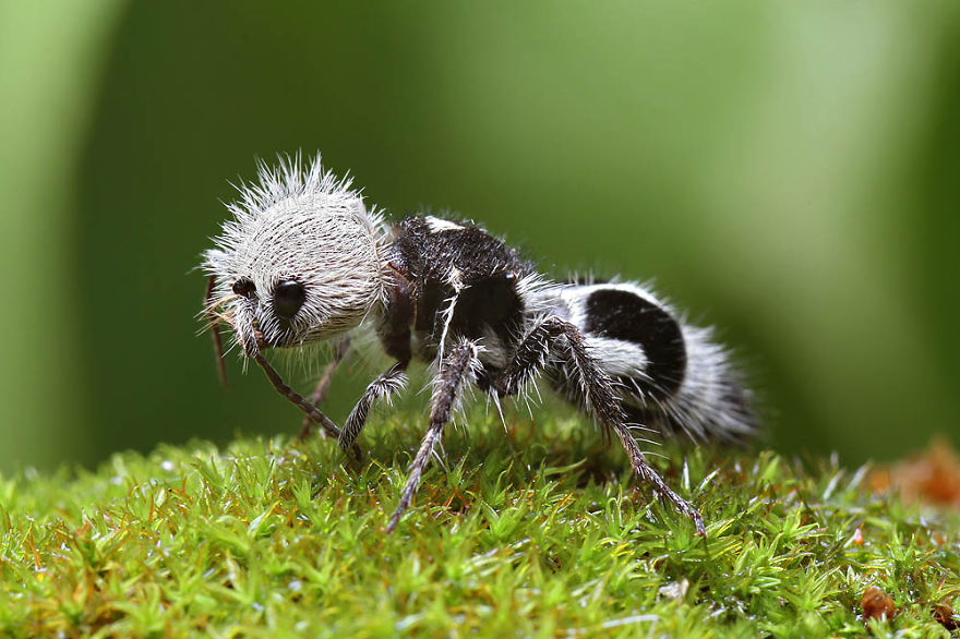 This Cute Panda-Ant Is Actually A "Cow Killer" Wasp