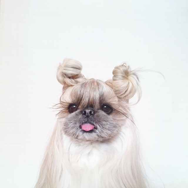 pekingese-dog-hairstyles-kuma-22