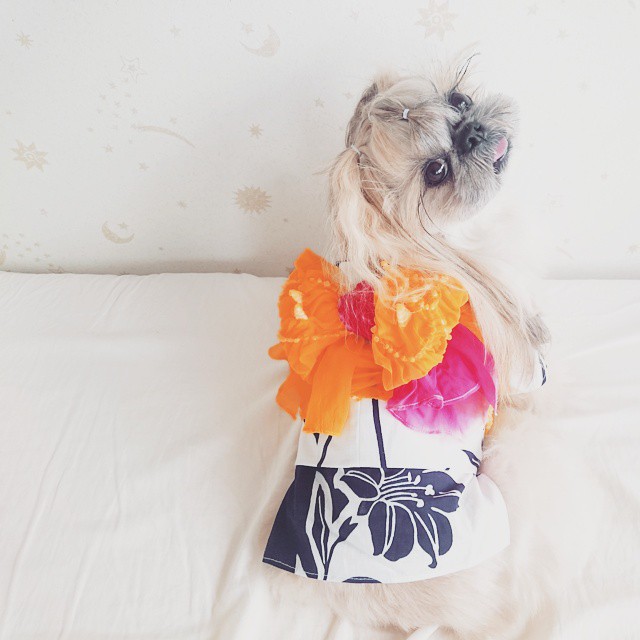 This Derpy Dog Has The Most Fabulous Hair On Instagram