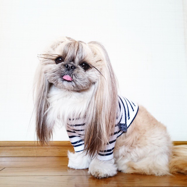 pekingese-dog-hairstyles-kuma-44