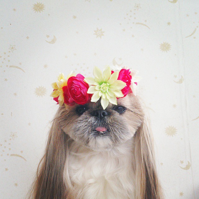 This Derpy Dog Has The Most Fabulous Hair On Instagram