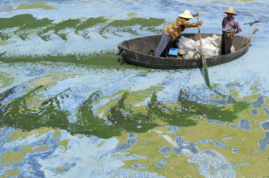 Fishermen Row A Boat In An Algae-filled Lake In China
