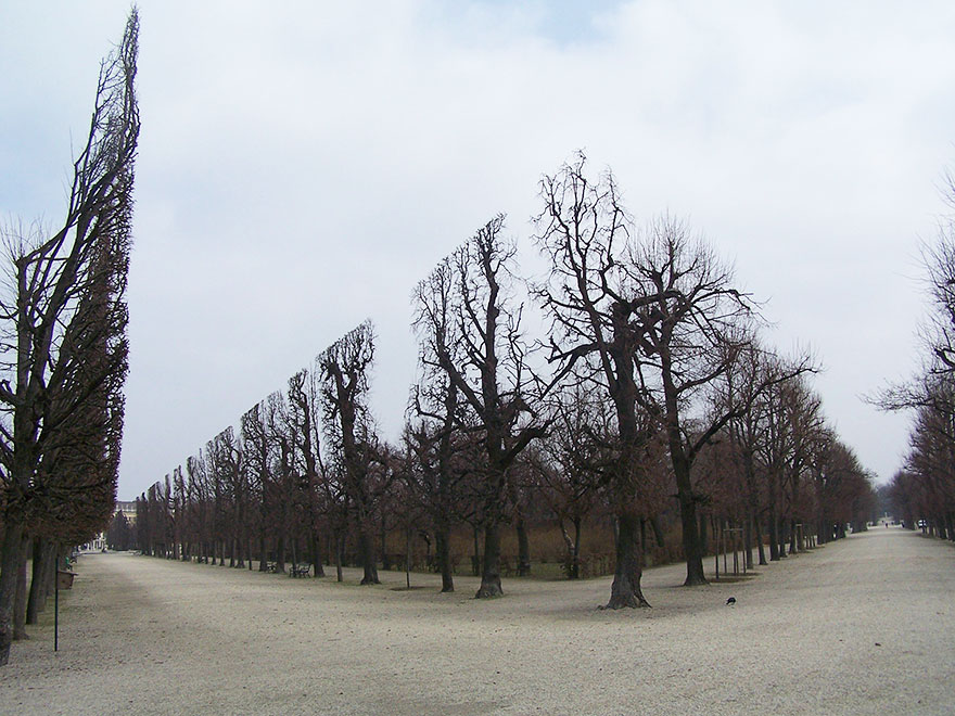 Trees In Schonbrunn Park