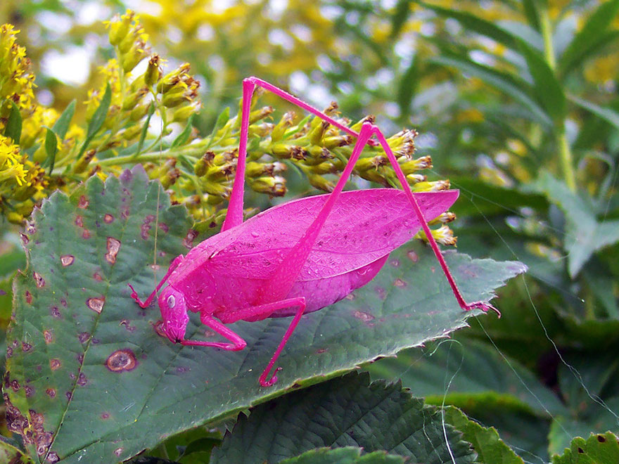 Pink Katydids Are The Result Of A Rare Genetic Mutation
