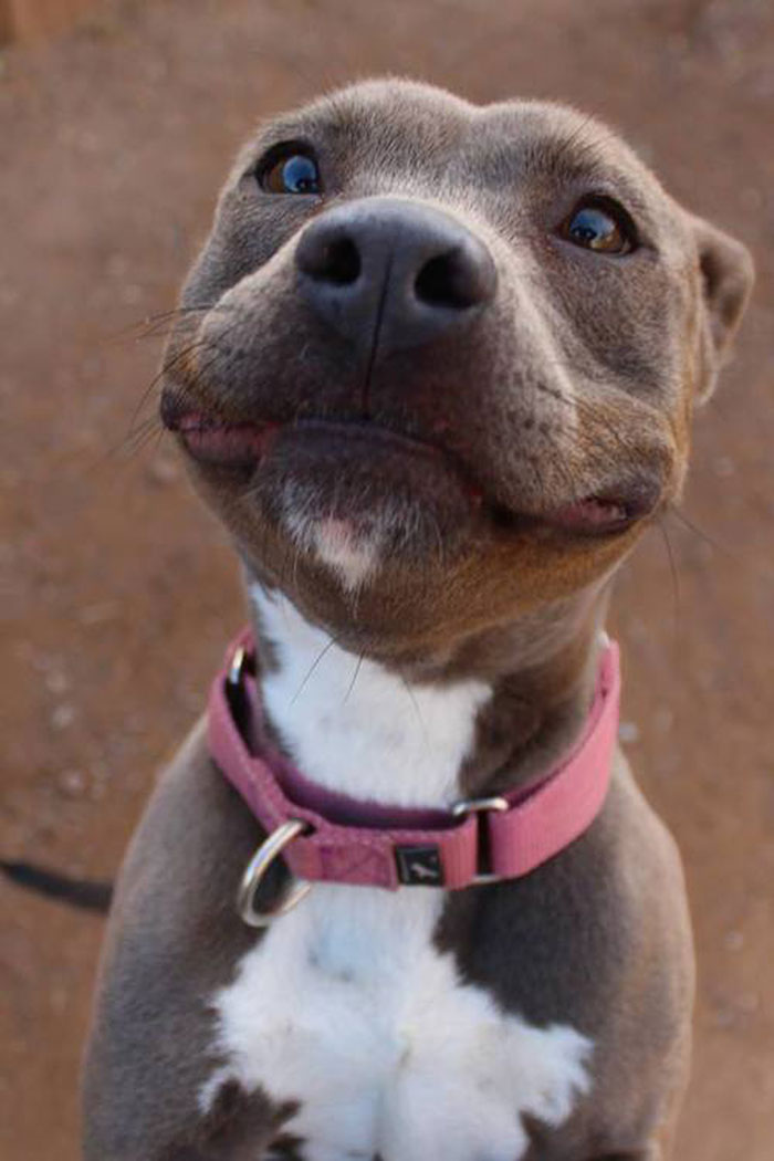 If This Isn't The Perfect Pibble Smile, Then I Don't Know What Is