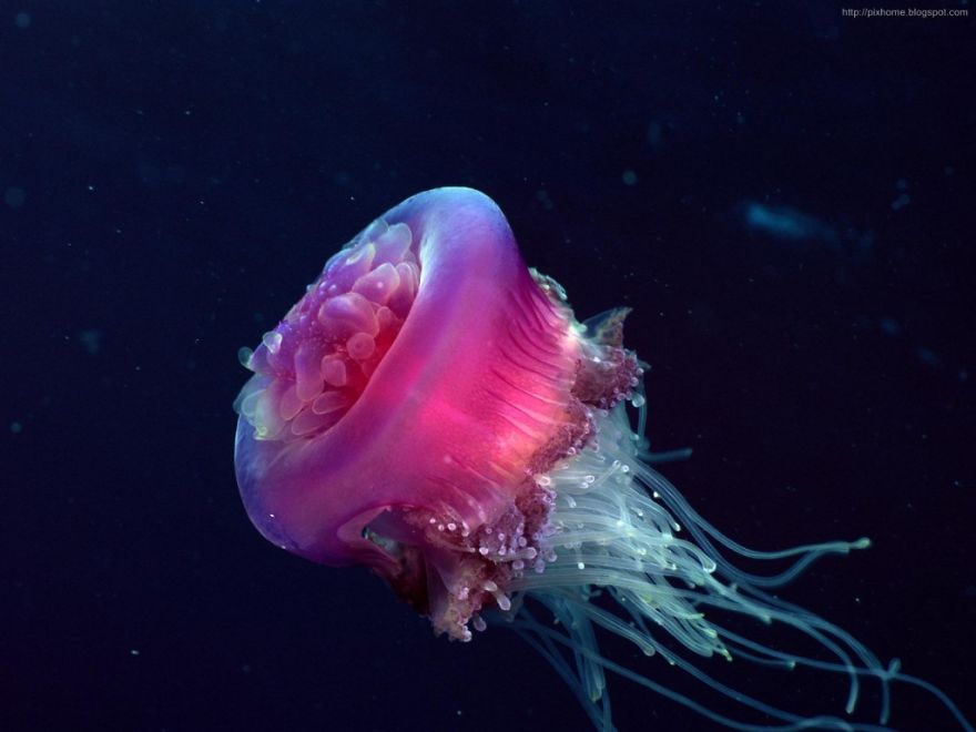Did You Know This Sea Beauty Is Highly Dangerous?