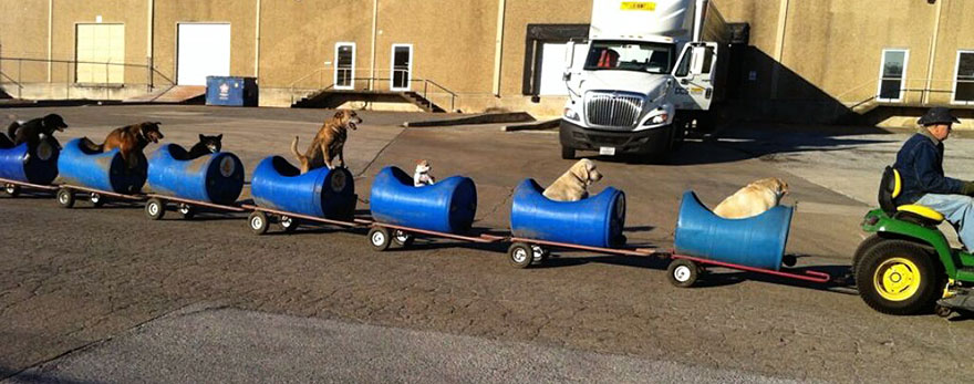80-Year-Old Man Builds A Dog Train To Take Rescued Stray Dogs On Adventures