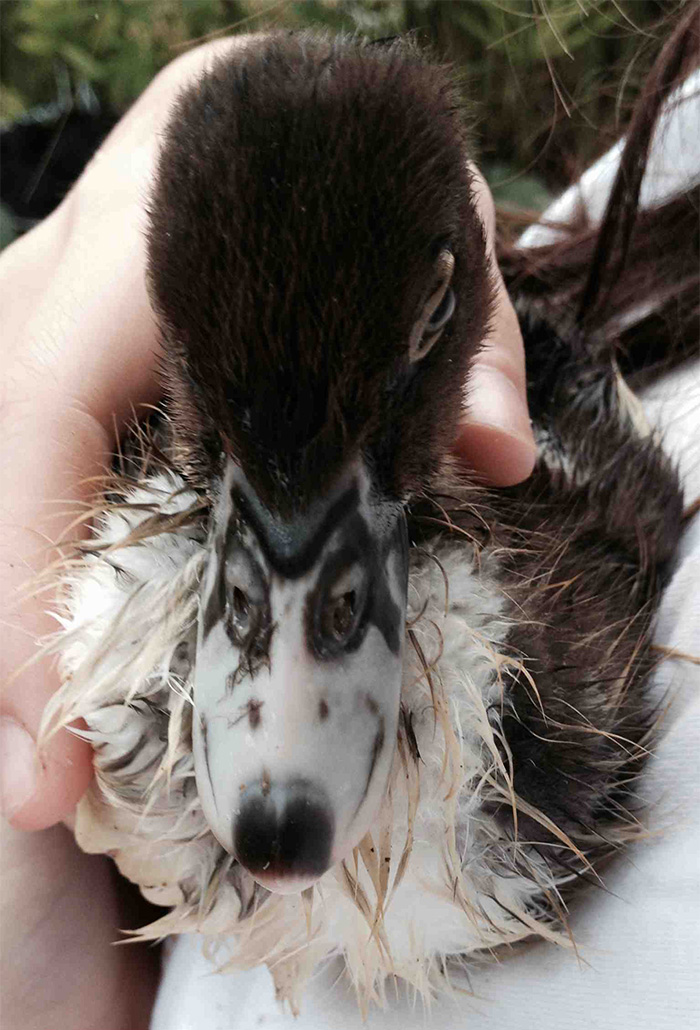 This Ducklings Beak Looks Like A Wolf