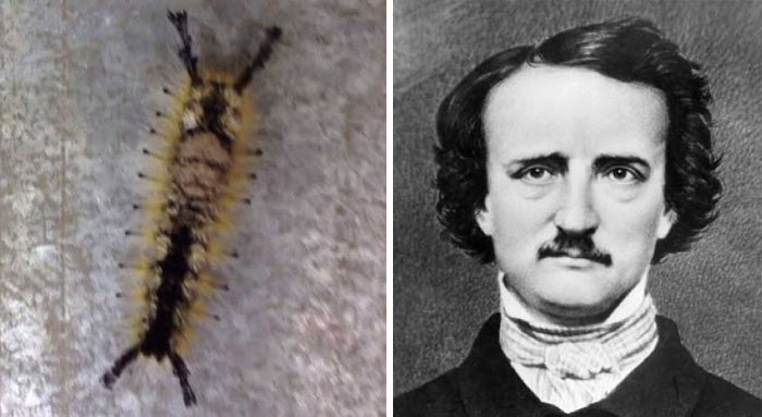 Face Of Edgar Allan Poe Appears On A Caterpillar