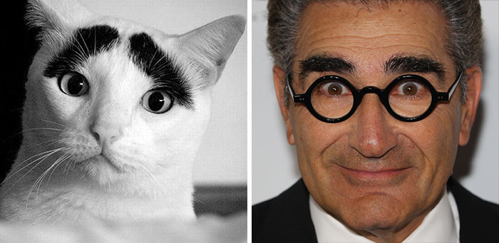 Eugene Levy Looks Like A Cat