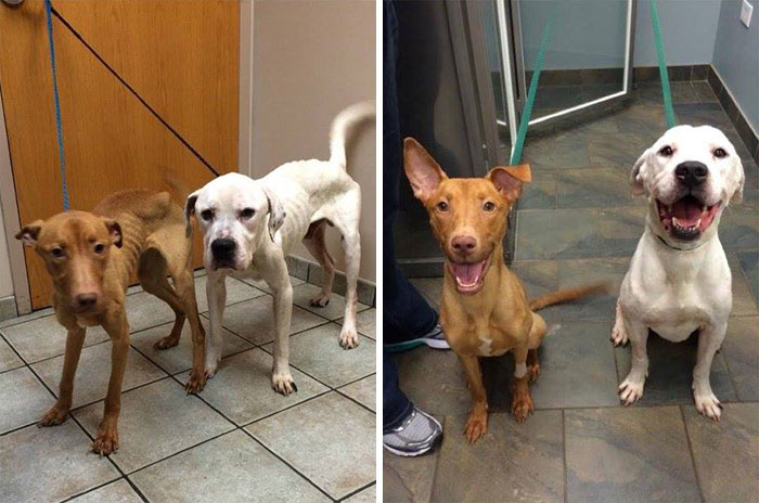 Two Starving Dogs Transformed From Skeletons Back To Dogs Again
