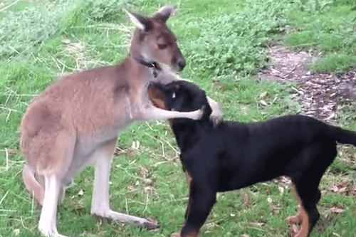 Kangaroo And Dog