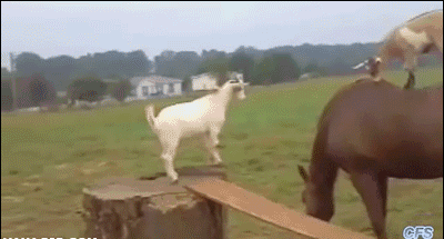 Goats And Horse