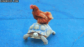 Hen And Turtle