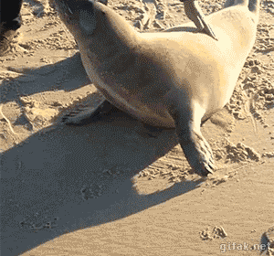 Seal And Dog