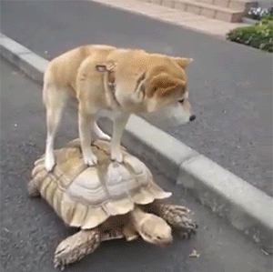 Dog And Turtle