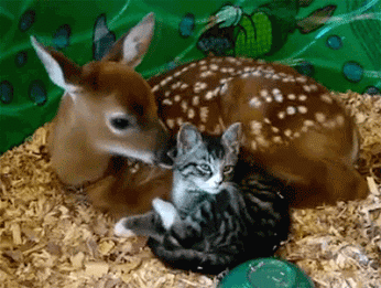 Deer And Kitty
