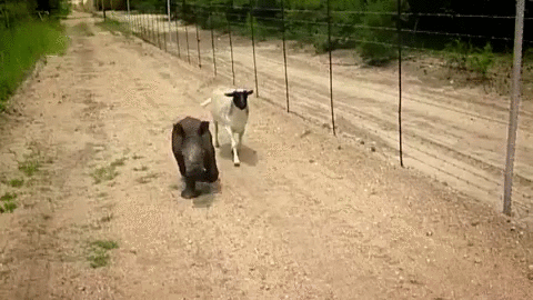 Hippo And Goat