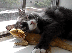 Lizard And Cat