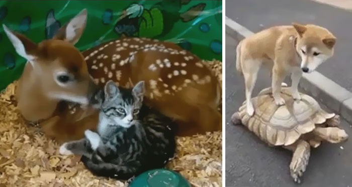 24 Unusual Animal Friendship GIFS That Are Way Too Cute