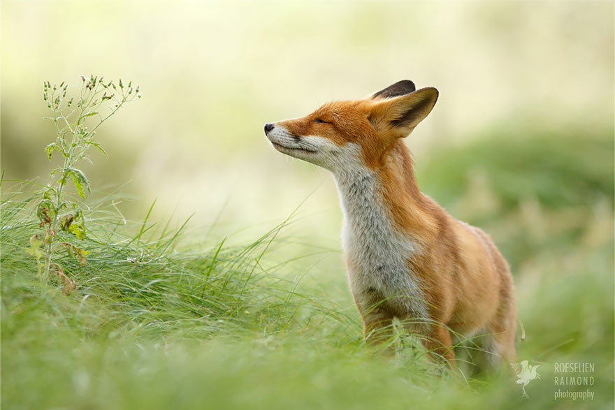 Zen Foxes: Photographer Documents Wild Foxes Enjoying Themselves