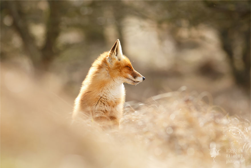 Zen Foxes: Photographer Documents Wild Foxes Enjoying Themselves