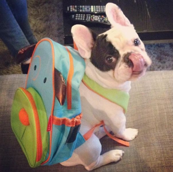 Meet Manny, The Most Popular Frenchie On The Internet