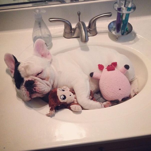 Meet Manny, The Most Popular Frenchie On The Internet