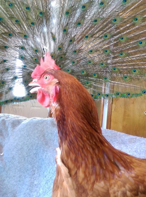 An Impostor Perfectly Timed Chicken :-)