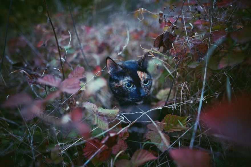 Autumn Cat Effect