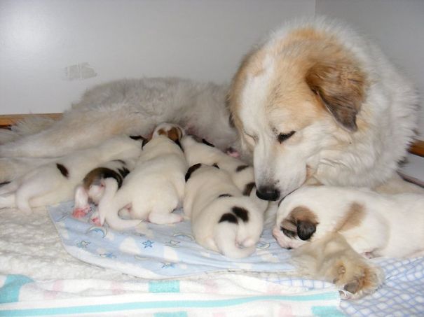 Mia And Her Great Pyrenees Pups