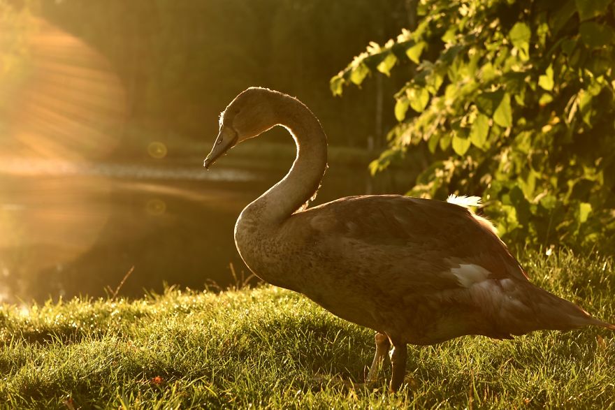 The True Story Of An Ugly Duckling Who Was Abandoned By Its Parents And Adopted By Ducks